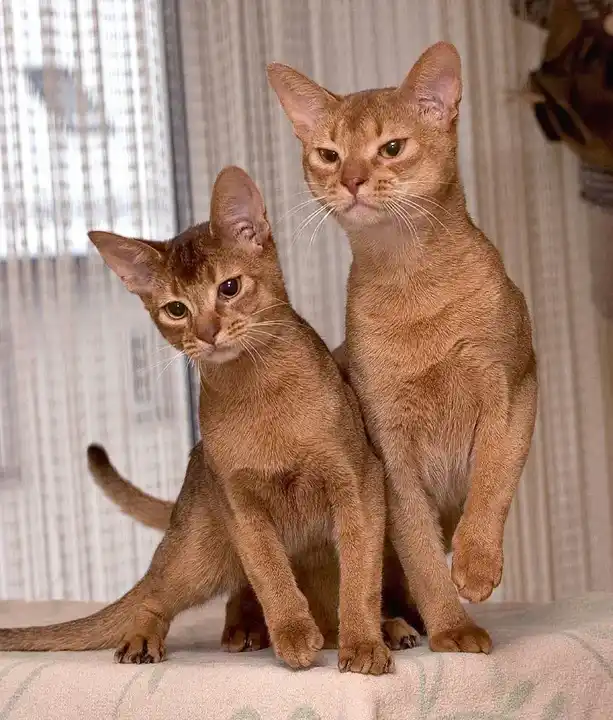 Abyssinian photo