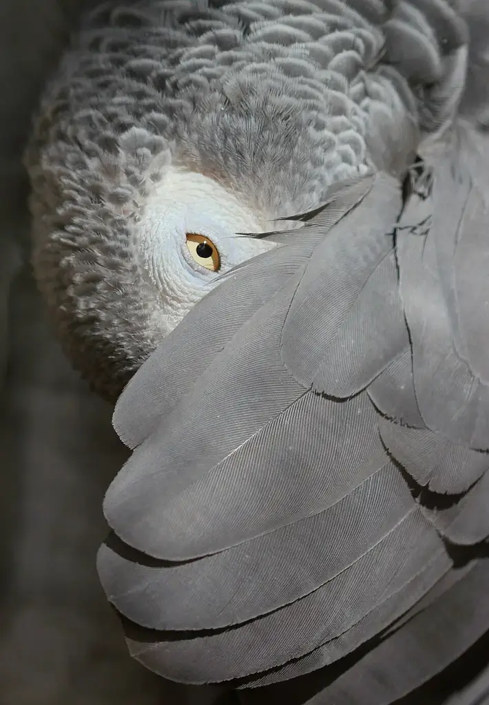 African Grey Parrot photo