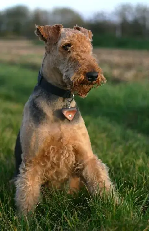 Airedale Terrier photo