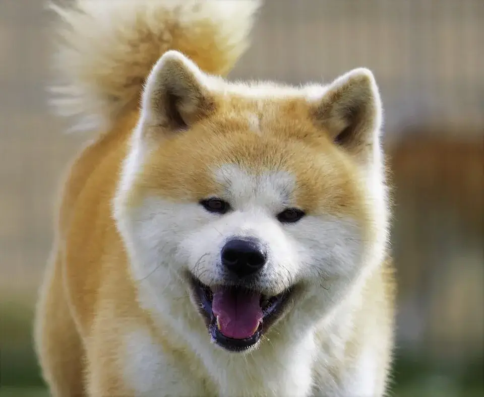 Akita photo
