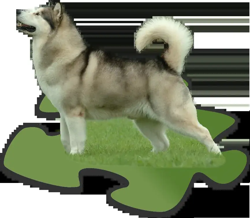 Alaskan Malamute photo