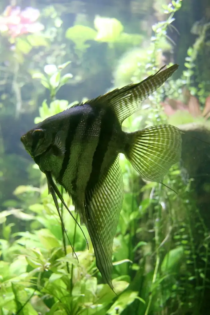 Altum Angelfish photo