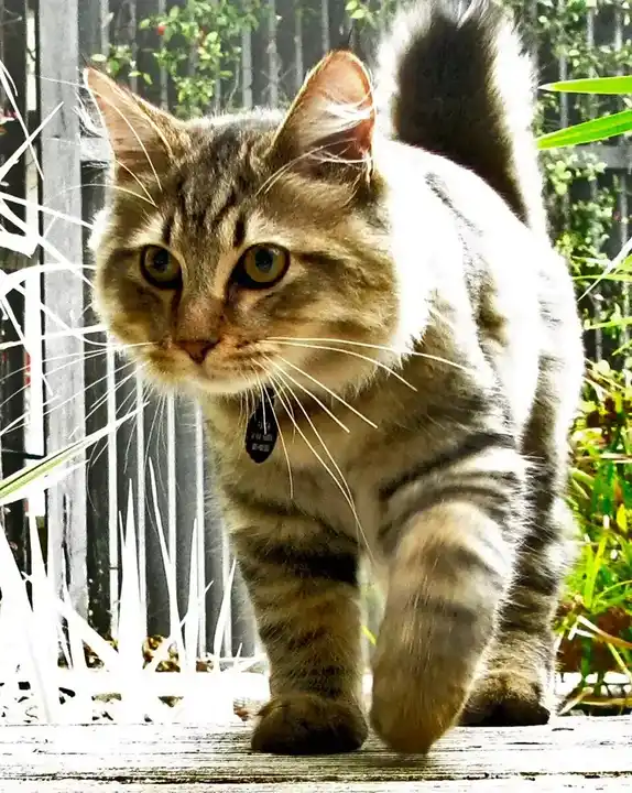 American Bobtail photo