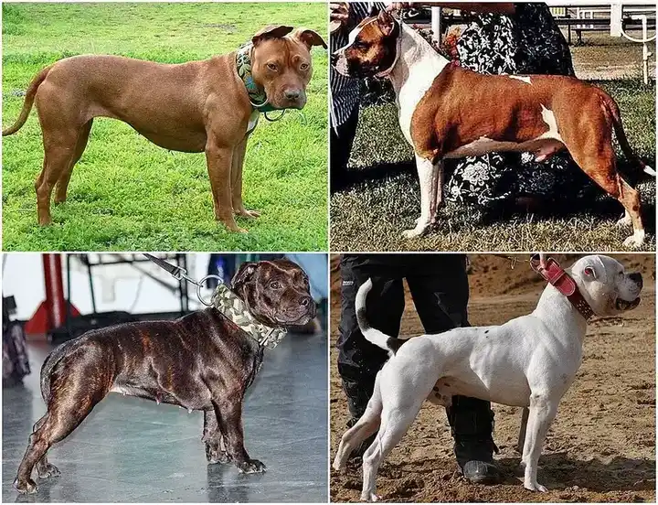 American Bulldog photo