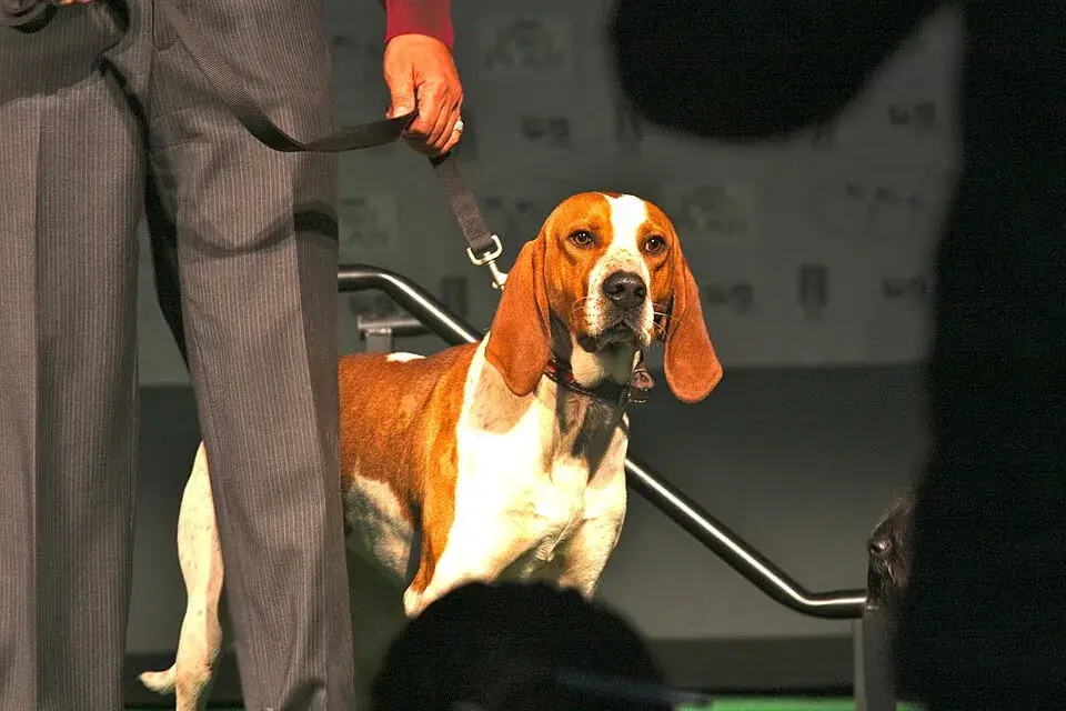 American English Coonhound photo