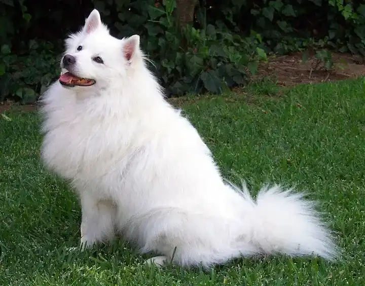 American Eskimo Dog photo