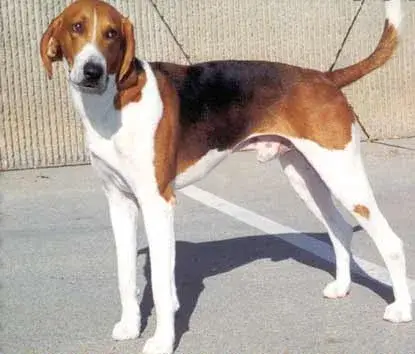 American Foxhound photo