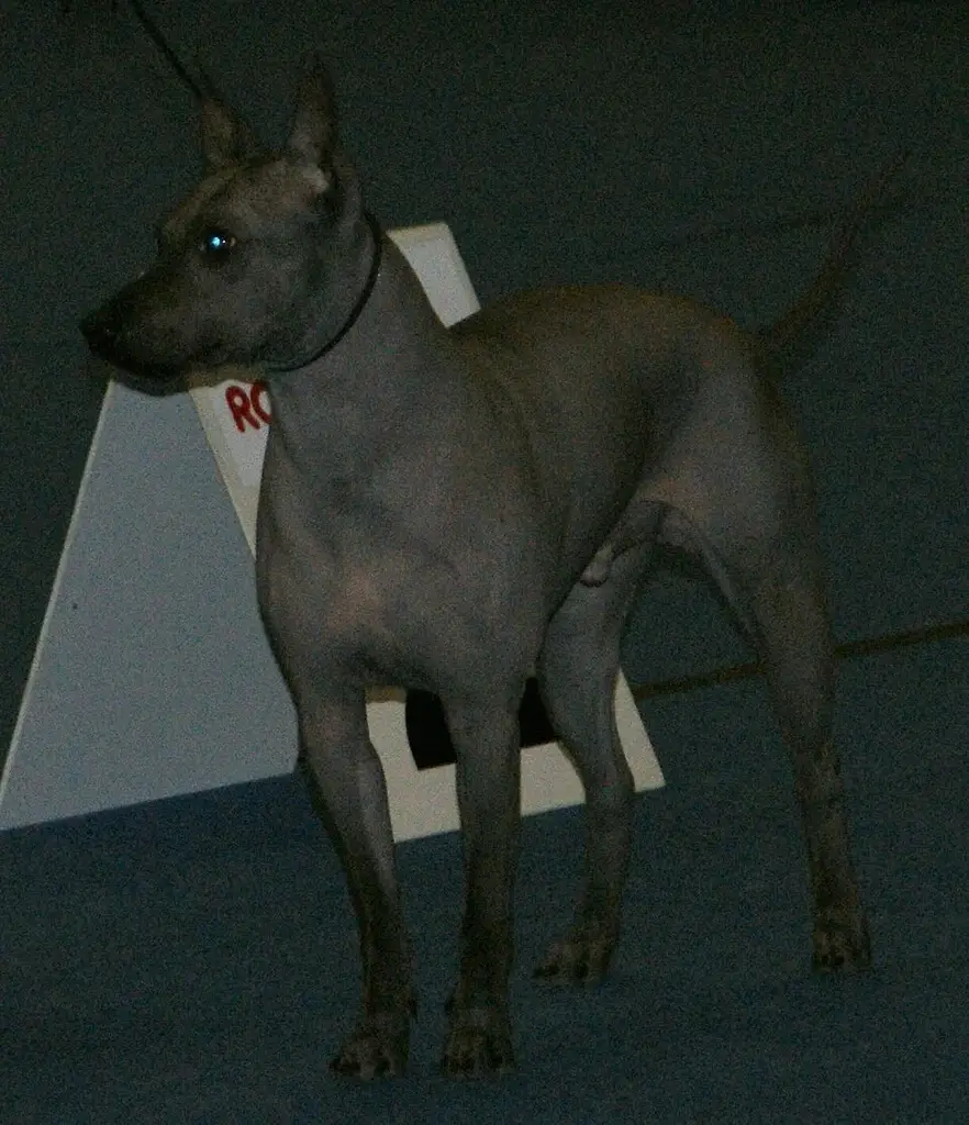 American Hairless Terrier photo
