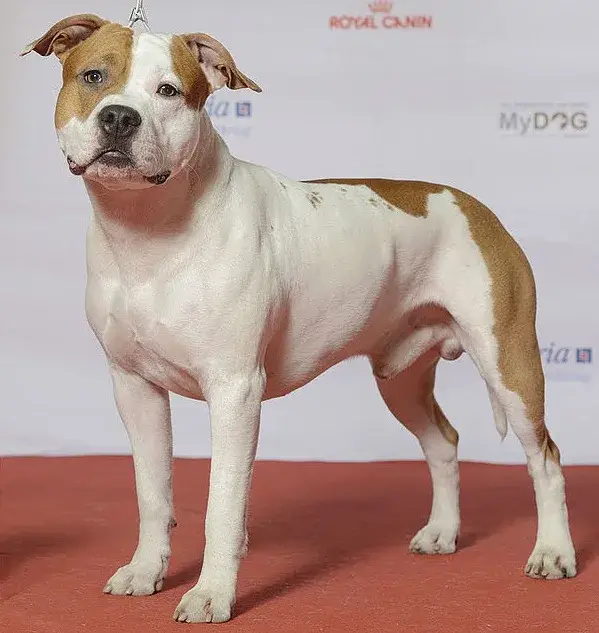 American Staffordshire Terrier photo