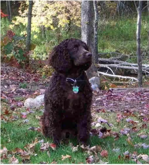 American Water Spaniel photo
