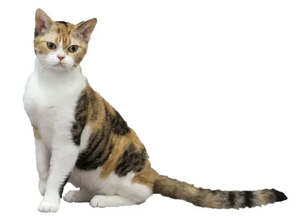 American Wirehair photo