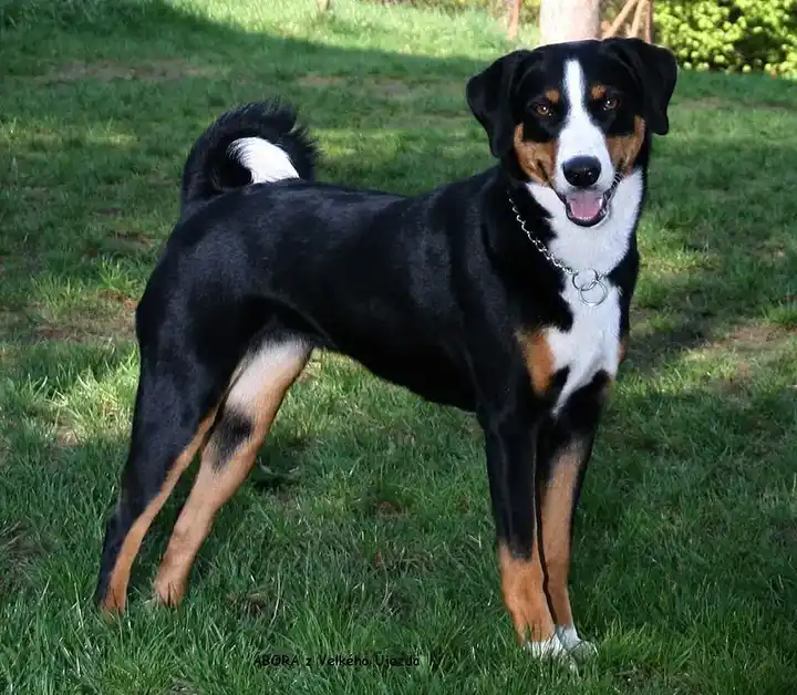 Appenzeller Sennenhund photo