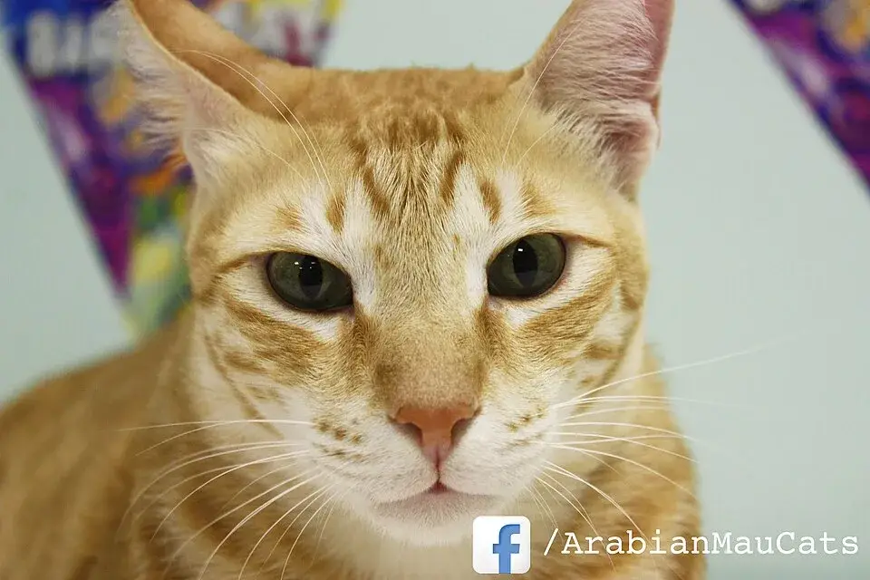 Arabian Mau photo