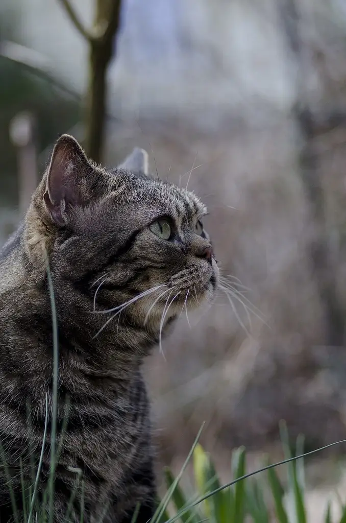American Shorthair photo