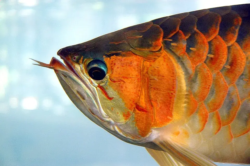 Asian Arowana photo