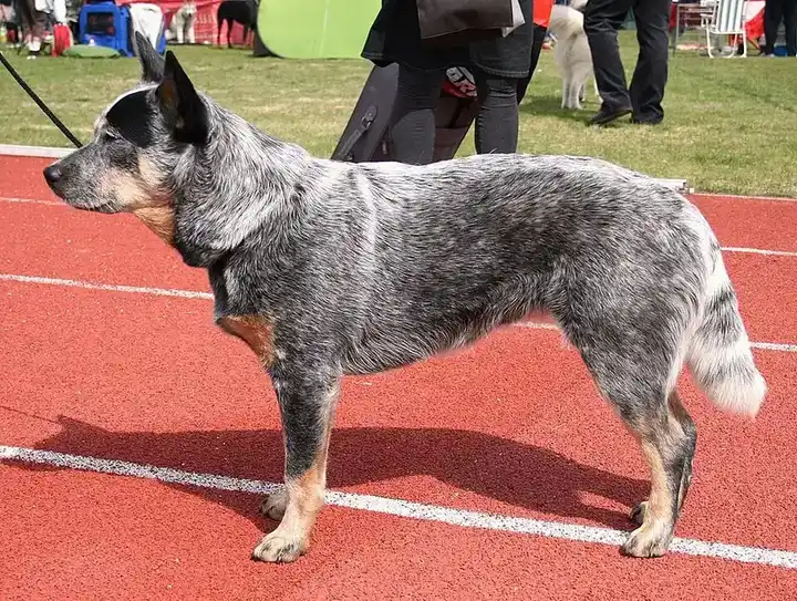 Australian Cattle Dog photo