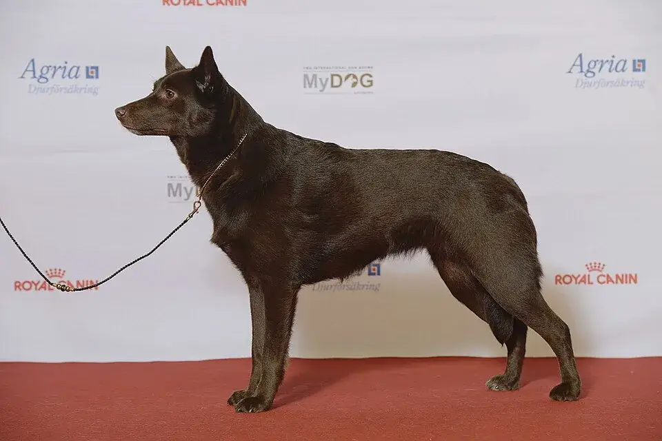 Australian Kelpie photo