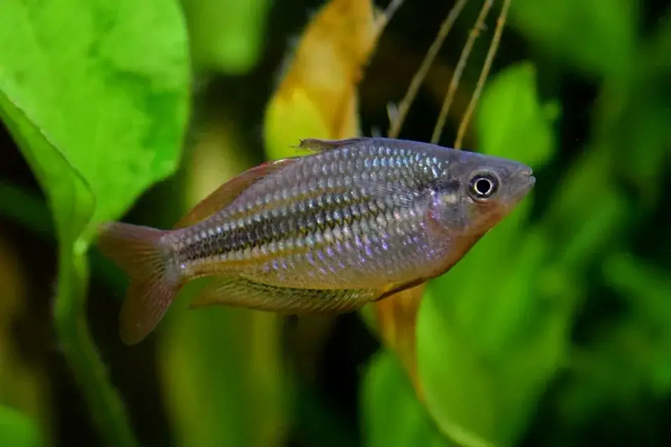 Australian Rainbowfish photo