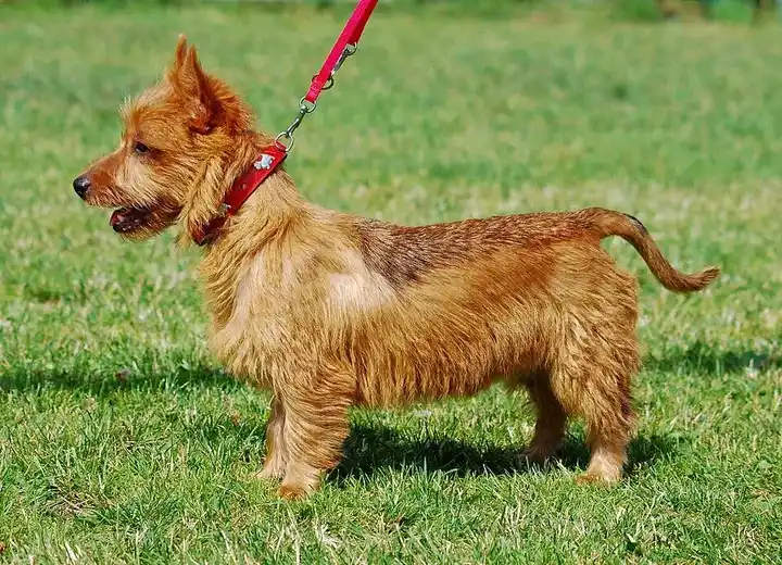 Australian Terrier photo