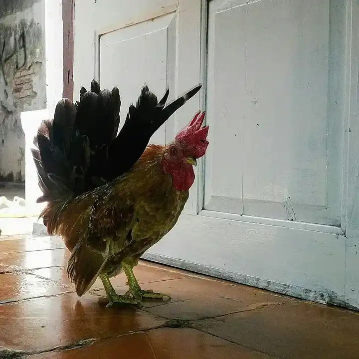 Bantam Chicken photo