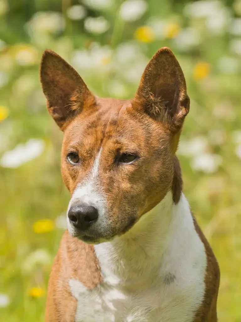 Basenji photo