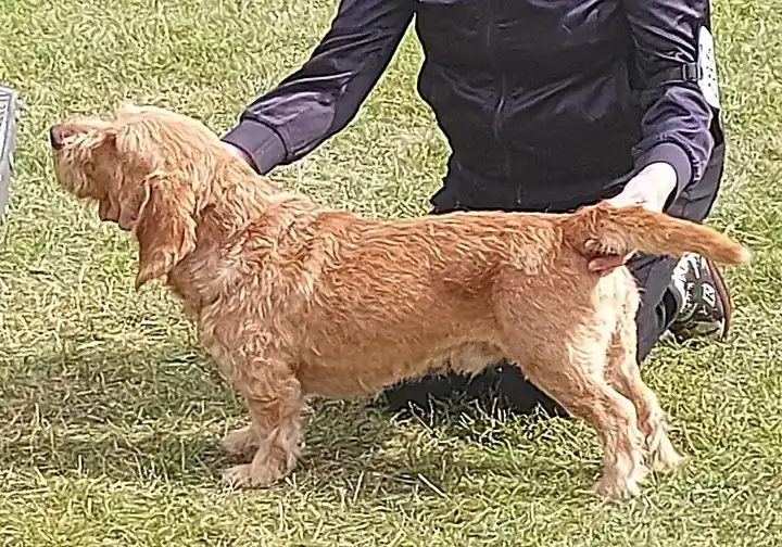 Basset Fauve de Bretagne photo