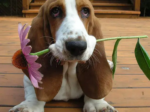 Basset Hound photo