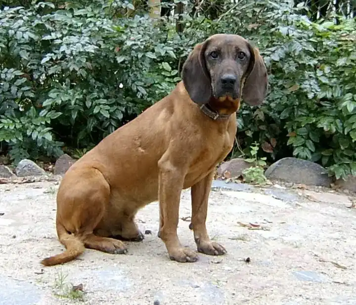 Bavarian Mountain Scent Hound photo