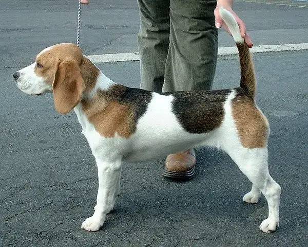 Beagle photo