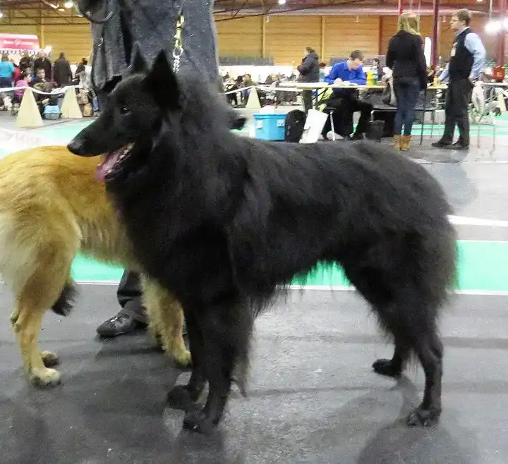 Belgian Sheepdog photo