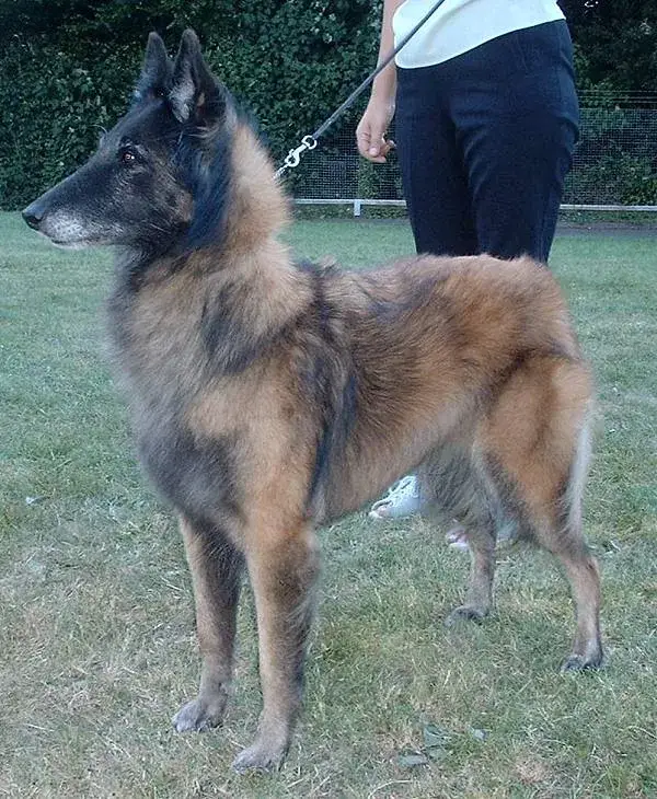 Belgian Tervuren photo