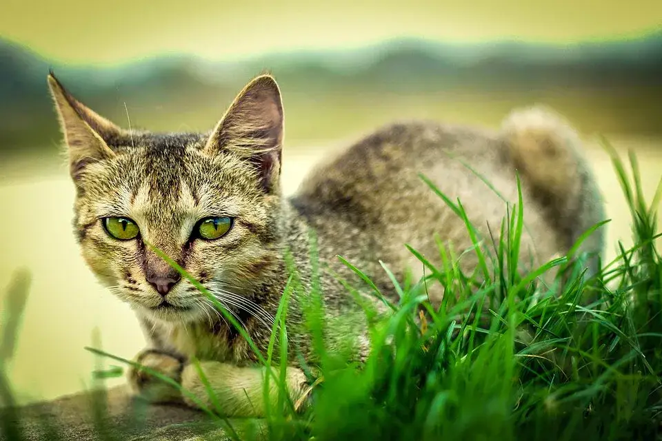 Bengal Hybrid photo