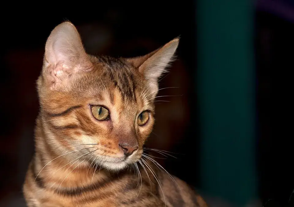 Bengal photo