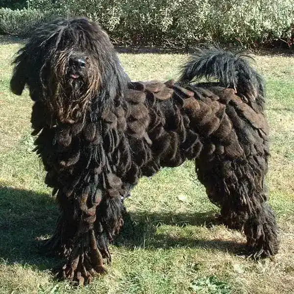 Bergamasco Sheepdog photo