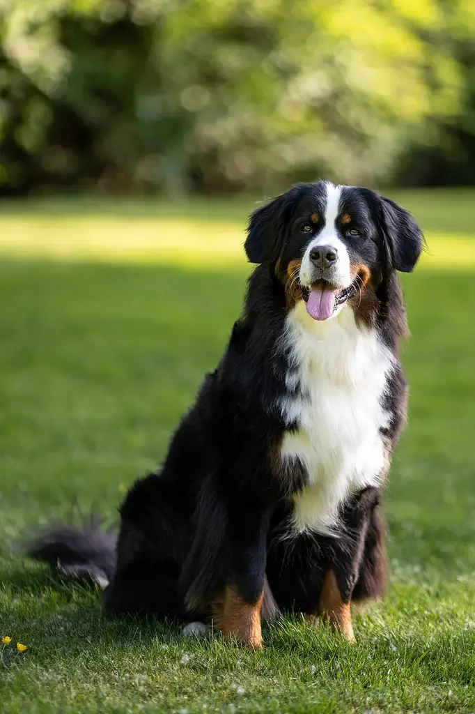Bernese Mountain Dog photo