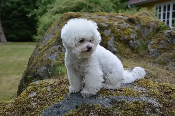 Bichon Frise photo