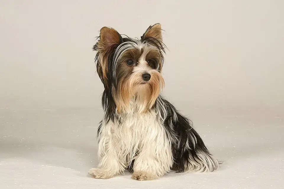 Biewer Terrier photo