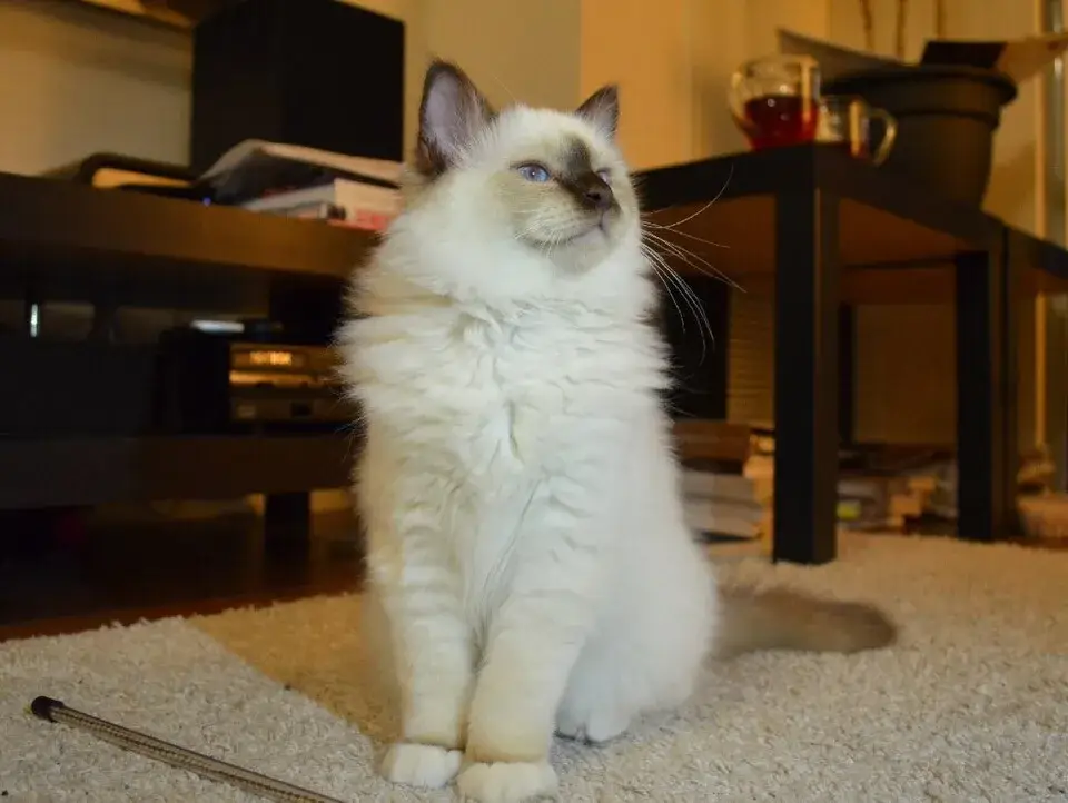 Birman photo