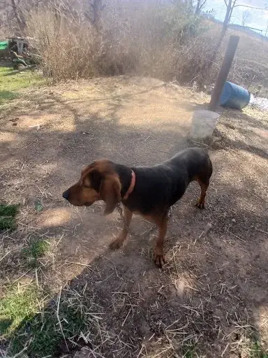 Black and Tan Coonhound photo