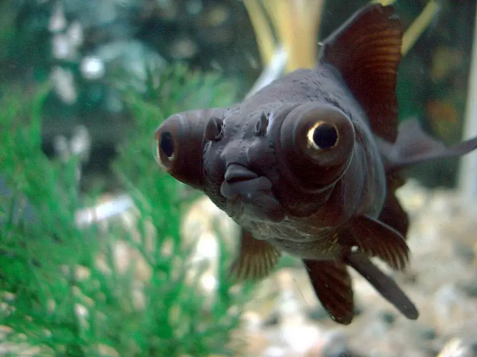 Black Moor Goldfish photo