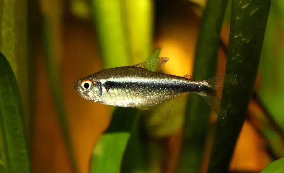 Black Neon Tetra photo