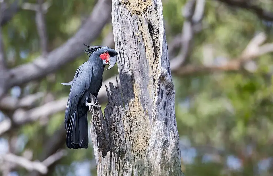 Black Palm Cockatoo photo