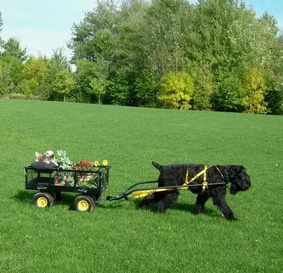 Black Russian Terrier photo