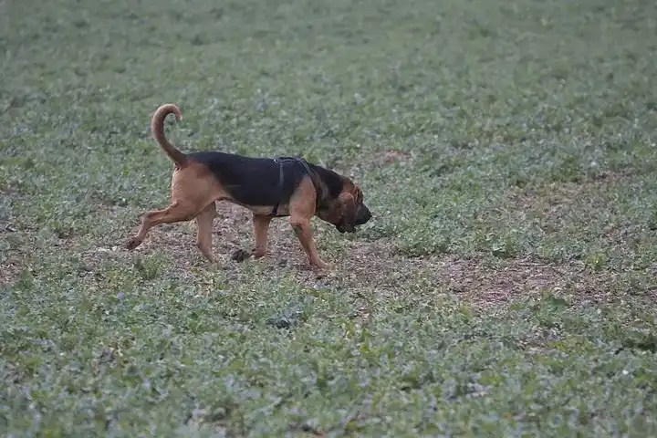 Bloodhound photo