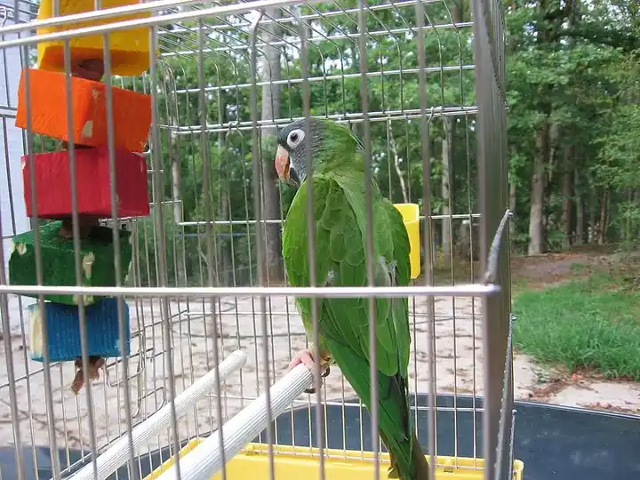 Blue-Crowned Conure photo