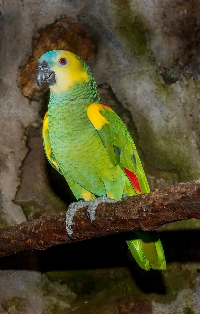 Blue-Fronted Amazon photo