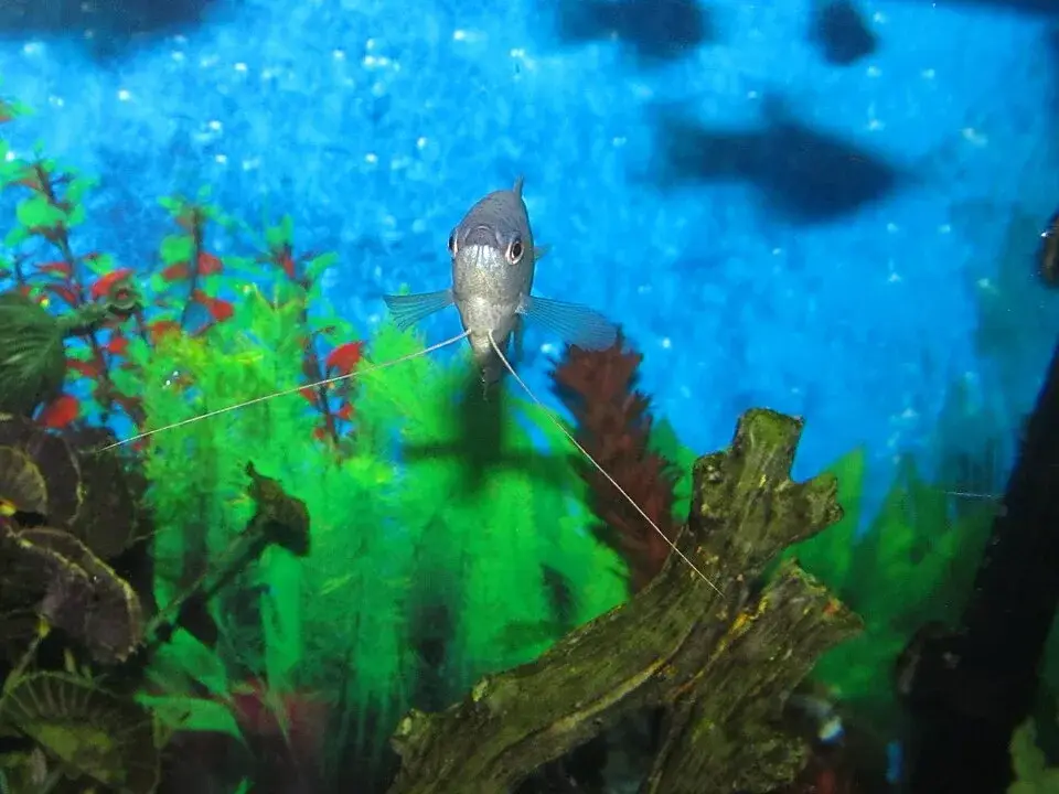 Blue Gourami photo