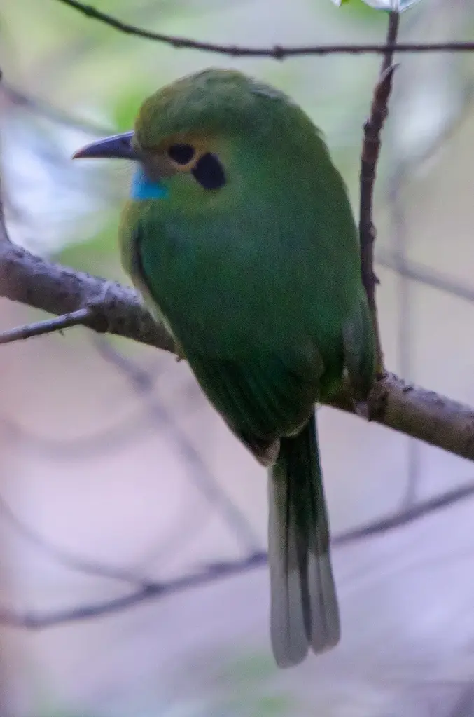 Blue Gularis photo