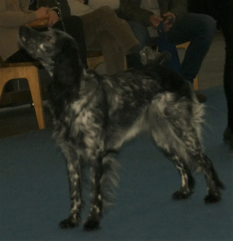 Blue Picardy Spaniel photo