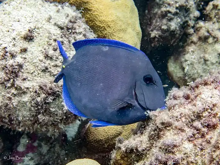 Blue Tang photo